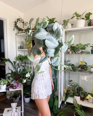 Here are the easiest plants to grow in your room