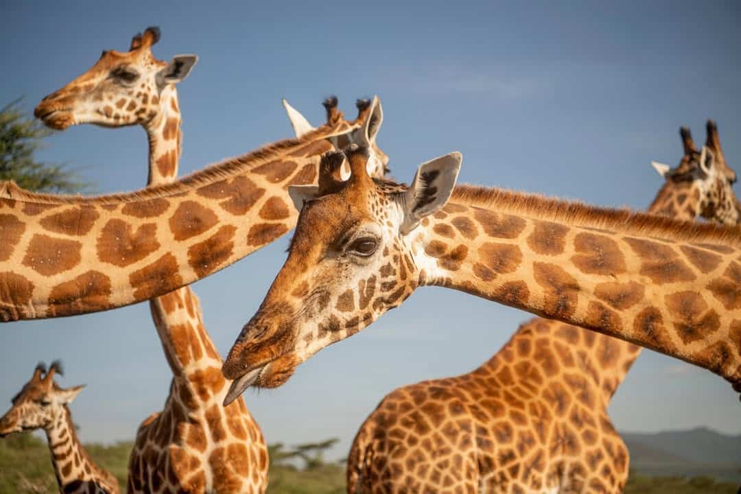QUIZ! What’s your spirit animal?